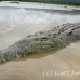 crocodile_american_tar_h_1139_cos2087.jpg